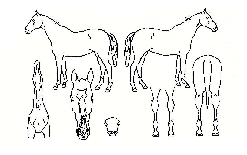 ����������� ����,���,�޸�,�λ�,�ٸ��� Ư¡����