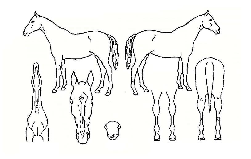 �۽�Ʈ�������� ����,���,�޸�,�λ�,�ٸ��� Ư¡����