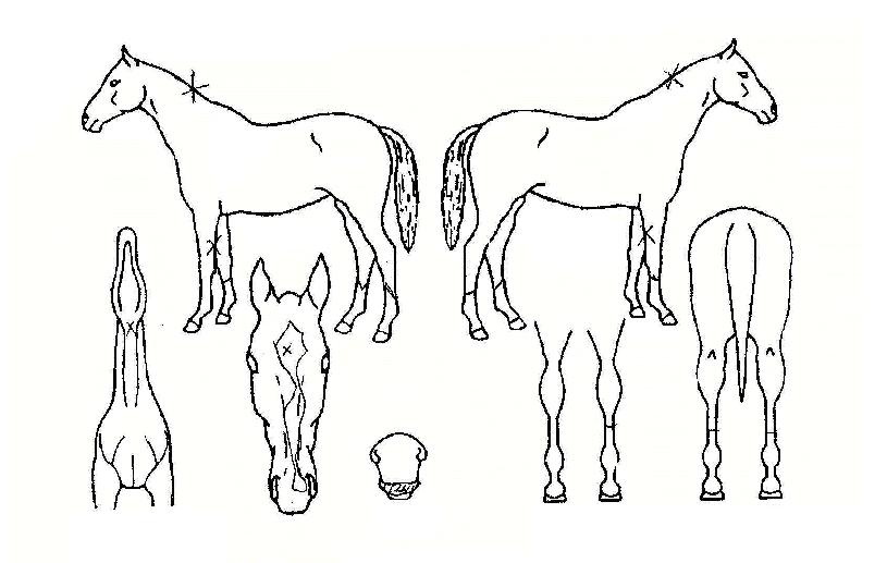 ÇÏÀÌÆÛÆÄ¿öÀÇ Ãø¸é,¿ì¸é,µÞ¸é,µÎ»ó,´Ù¸®ÀÇ Æ¯Â¡µµÇØ