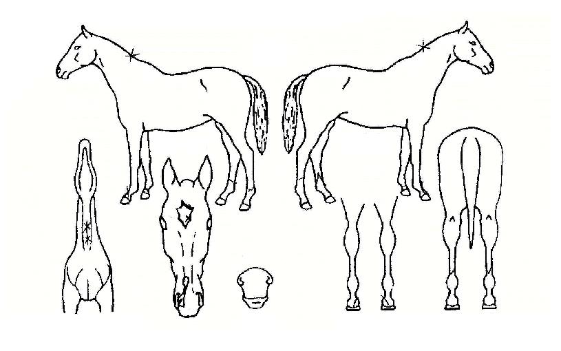 ��Ű��ī���� ����,���,�޸�,�λ�,�ٸ��� Ư¡����