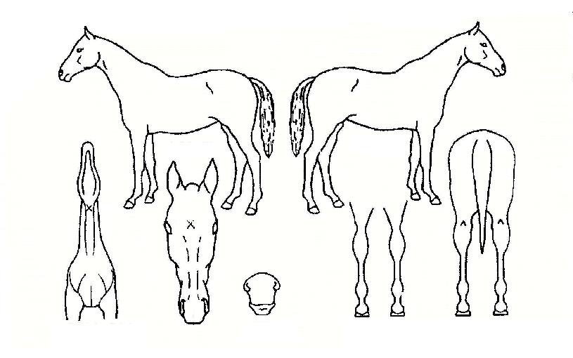 ¸ð±×ÀÇ Ãø¸é,¿ì¸é,µÞ¸é,µÎ»ó,´Ù¸®ÀÇ Æ¯Â¡µµÇØ