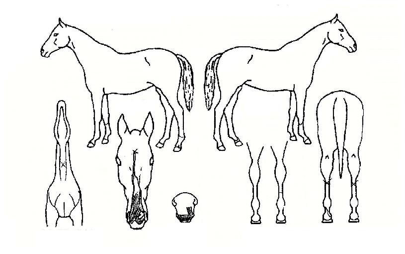 ���޻��� ����,���,�޸�,�λ�,�ٸ��� Ư¡����