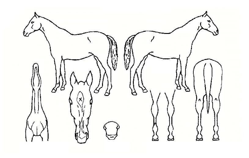 ¿µ¿õ½Ã´ëÀÇ Ãø¸é,¿ì¸é,µÞ¸é,µÎ»ó,´Ù¸®ÀÇ Æ¯Â¡µµÇØ