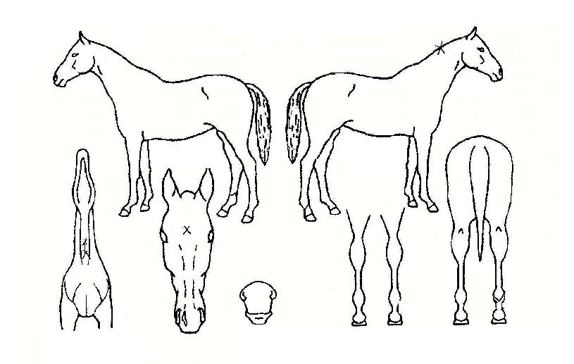 ÆÄ¿öÀÓÆÑÆ®ÀÇ Ãø¸é,¿ì¸é,µÞ¸é,µÎ»ó,´Ù¸®ÀÇ Æ¯Â¡µµÇØ