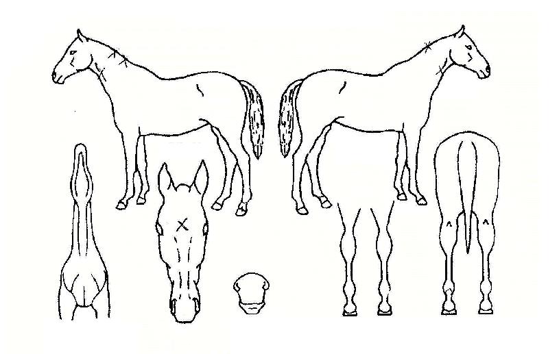 ÇÏÀÌÆÛº§·ÎüÀÇ Ãø¸é,¿ì¸é,µÞ¸é,µÎ»ó,´Ù¸®ÀÇ Æ¯Â¡µµÇØ