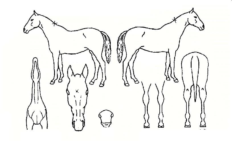 �սö�Ҵ��� ����,���,�޸�,�λ�,�ٸ��� Ư¡����