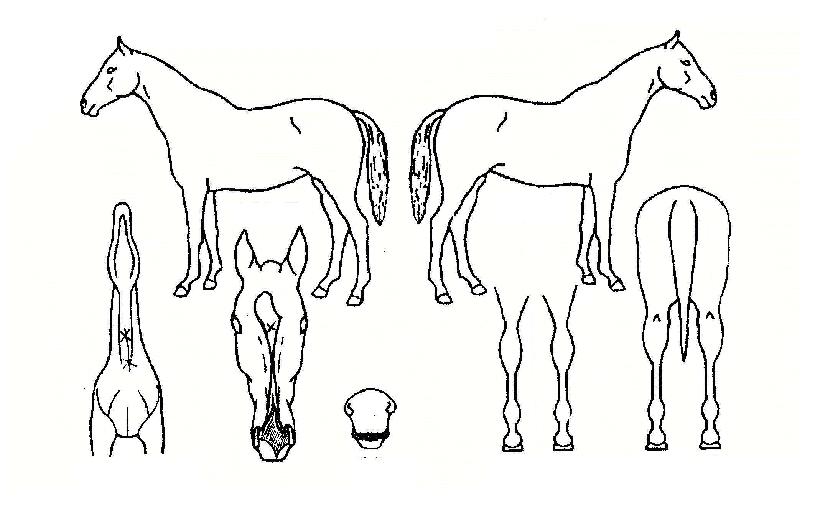 ÇØÇÇ´õºñÀÇ Ãø¸é,¿ì¸é,µÞ¸é,µÎ»ó,´Ù¸®ÀÇ Æ¯Â¡µµÇØ