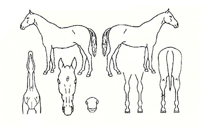 �ڹ��ο��ڸ��� ����,���,�޸�,�λ�,�ٸ��� Ư¡����