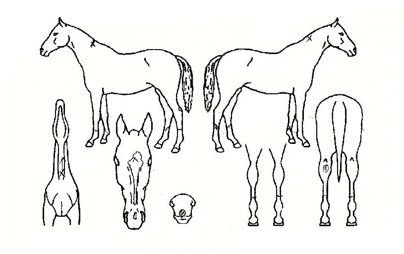 ÃÊ¿ø¿©¿ÕÀÇ Ãø¸é,¿ì¸é,µÞ¸é,µÎ»ó,´Ù¸®ÀÇ Æ¯Â¡µµÇØ