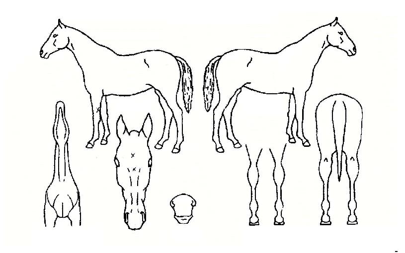 ¹ÎÀÚµòÀÚ¸¶ÀÇ Ãø¸é,¿ì¸é,µÞ¸é,µÎ»ó,´Ù¸®ÀÇ Æ¯Â¡µµÇØ