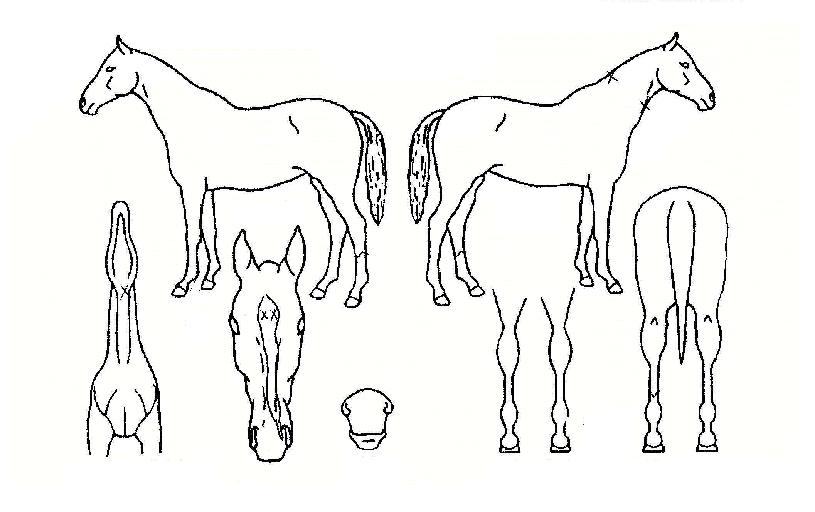 ��������� ����,���,�޸�,�λ�,�ٸ��� Ư¡����