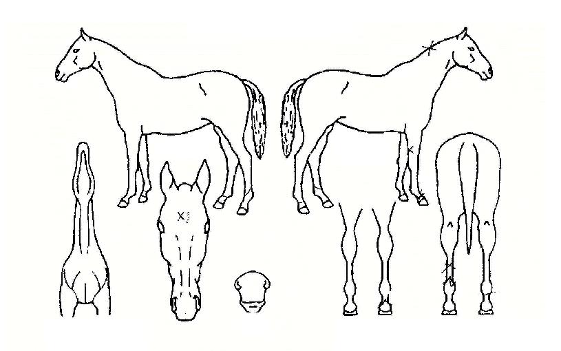 ŷ���꽺�ǵ��� ����,���,�޸�,�λ�,�ٸ��� Ư¡����