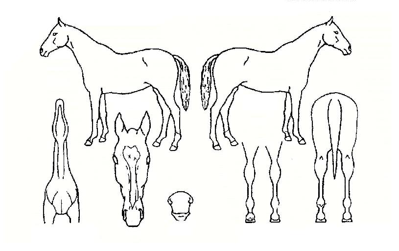 ºÎ°æ·¹ÀüµåÀÇ Ãø¸é,¿ì¸é,µÞ¸é,µÎ»ó,´Ù¸®ÀÇ Æ¯Â¡µµÇØ