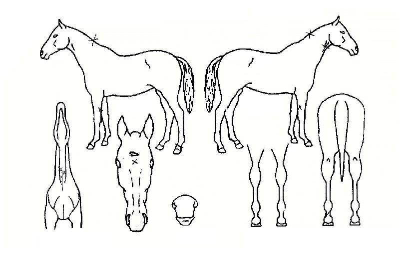 °íµµ»ó½ÂÀÇ Ãø¸é,¿ì¸é,µÞ¸é,µÎ»ó,´Ù¸®ÀÇ Æ¯Â¡µµÇØ