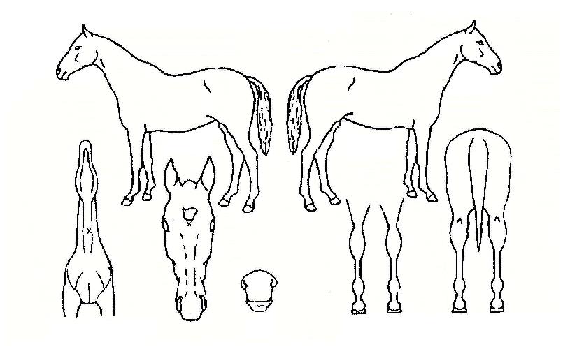 �������� ����,���,�޸�,�λ�,�ٸ��� Ư¡����