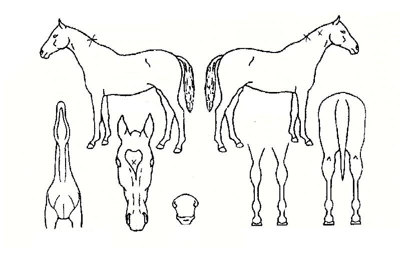 ü½ºÈ÷¾î·ÎÀÇ Ãø¸é,¿ì¸é,µÞ¸é,µÎ»ó,´Ù¸®ÀÇ Æ¯Â¡µµÇØ