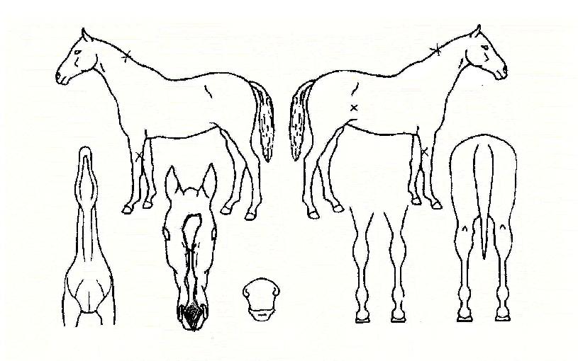 ¿¡À̽ºÄýÀÇ Ãø¸é,¿ì¸é,µÞ¸é,µÎ»ó,´Ù¸®ÀÇ Æ¯Â¡µµÇØ