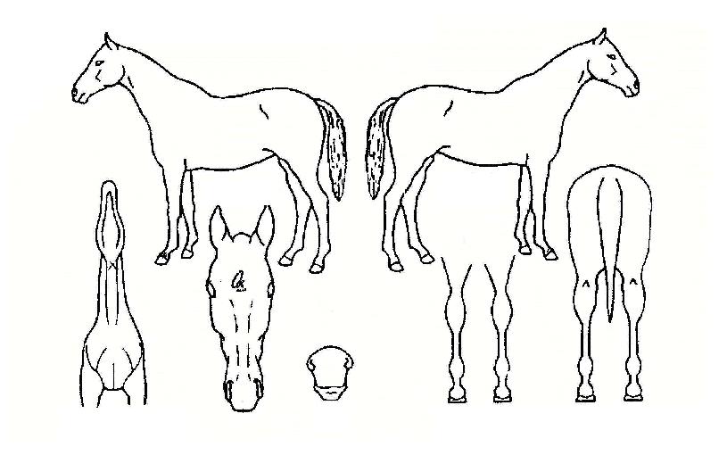 �������ֽ��� ����,���,�޸�,�λ�,�ٸ��� Ư¡����