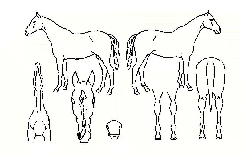 Åä»çÀÚÀÇ Ãø¸é,¿ì¸é,µÞ¸é,µÎ»ó,´Ù¸®ÀÇ Æ¯Â¡µµÇØ