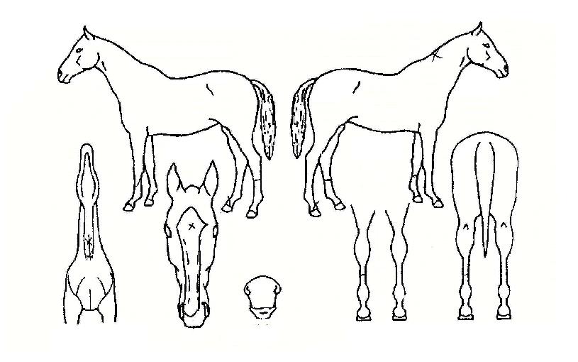 ��Ʈ��Ÿ�� ����,���,�޸�,�λ�,�ٸ��� Ư¡����