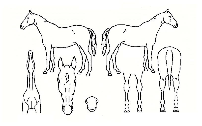 �ǹ�Ĺ�� ����,���,�޸�,�λ�,�ٸ��� Ư¡����