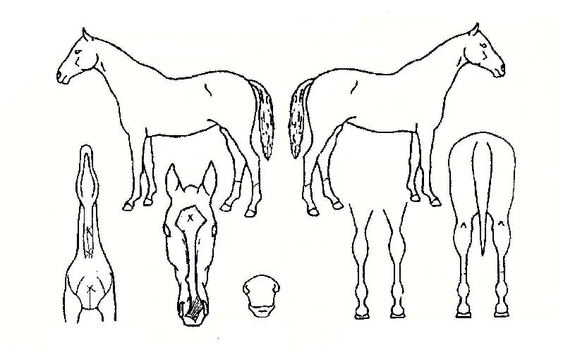 �λ꽺Ÿ�� ����,���,�޸�,�λ�,�ٸ��� Ư¡����