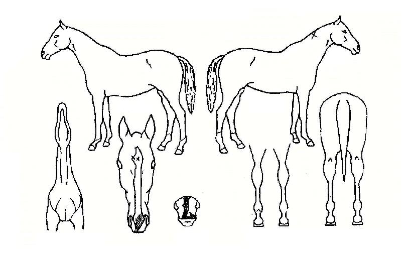 ���翣���� ����,���,�޸�,�λ�,�ٸ��� Ư¡����