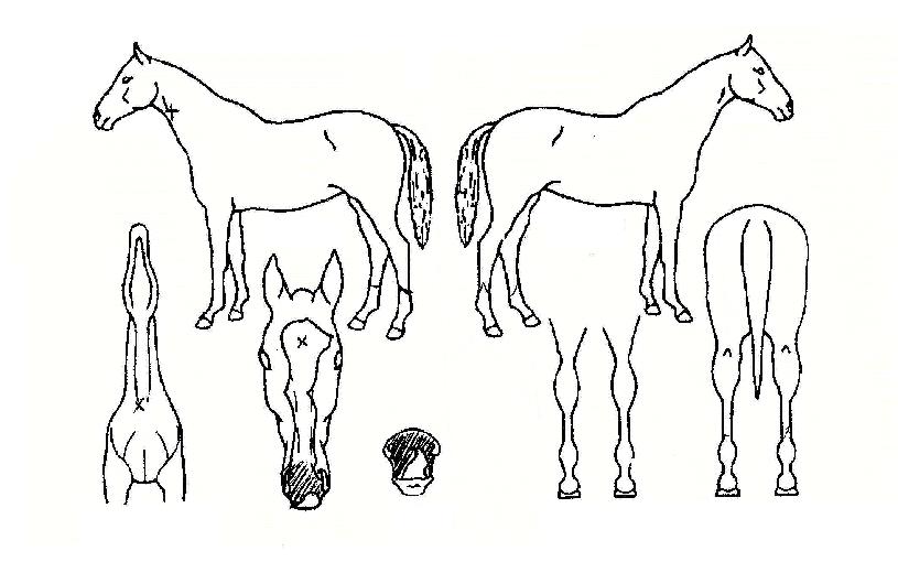 ��������� ����,���,�޸�,�λ�,�ٸ��� Ư¡����