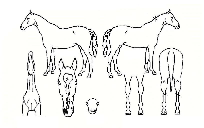 º¸´ÏŸÁ־ƴÏŸÀÚ¸¶ÀÇ Ãø¸é,¿ì¸é,µÞ¸é,µÎ»ó,´Ù¸®ÀÇ Æ¯Â¡µµÇØ