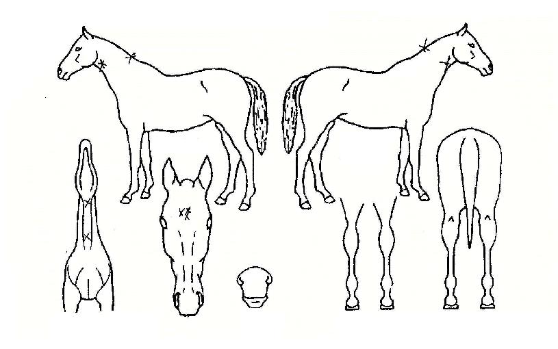 ¿©ÀÇÁÖÀÇ Ãø¸é,¿ì¸é,µÞ¸é,µÎ»ó,´Ù¸®ÀÇ Æ¯Â¡µµÇØ