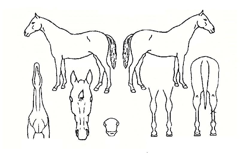 ÇÞºû»ç¶ûÀÇ Ãø¸é,¿ì¸é,µÞ¸é,µÎ»ó,´Ù¸®ÀÇ Æ¯Â¡µµÇØ