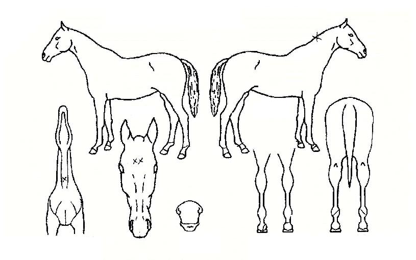 ���̵Ǵ²��� ����,���,�޸�,�λ�,�ٸ��� Ư¡����