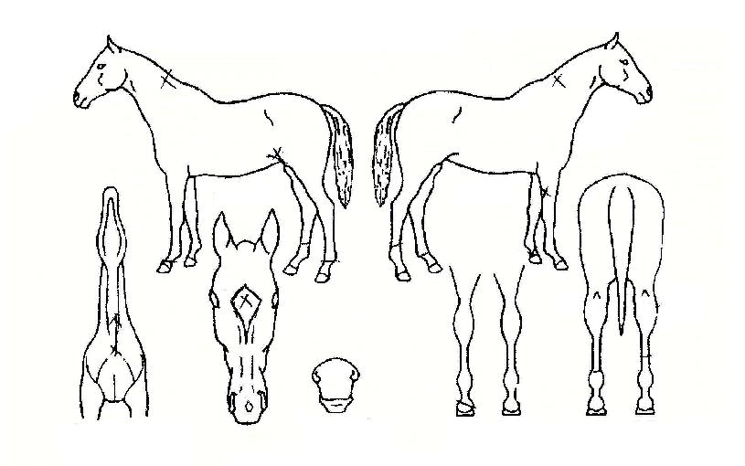 �Ž����� ����,���,�޸�,�λ�,�ٸ��� Ư¡����