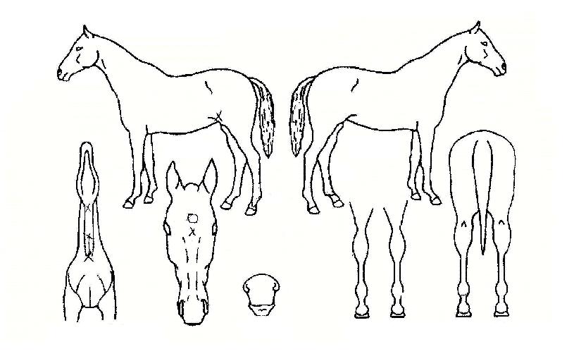 Áñ°Å¿î¼¼»óÀÇ Ãø¸é,¿ì¸é,µÞ¸é,µÎ»ó,´Ù¸®ÀÇ Æ¯Â¡µµÇØ