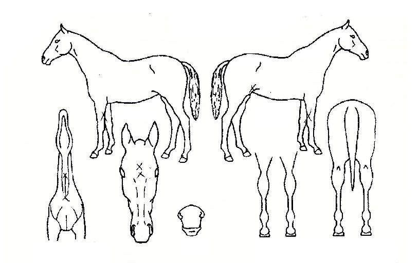 �����屺�� ����,���,�޸�,�λ�,�ٸ��� Ư¡����