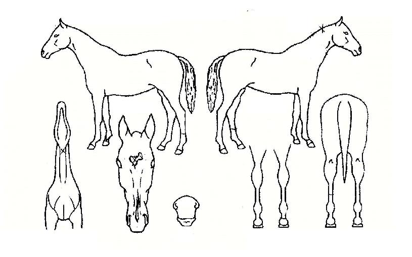 ¼¶ó¹úõ»çÀÇ Ãø¸é,¿ì¸é,µÞ¸é,µÎ»ó,´Ù¸®ÀÇ Æ¯Â¡µµÇØ