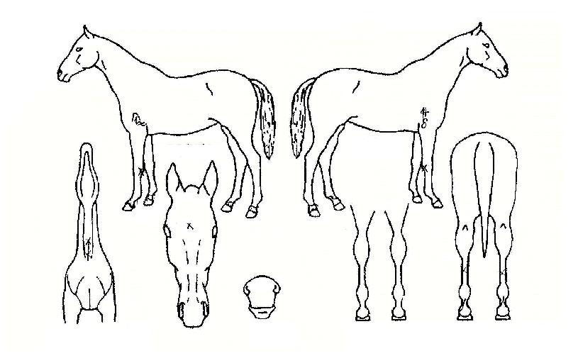 Å©·¹À̰¡µð½ºÀÚ¸¶ÀÇ Ãø¸é,¿ì¸é,µÞ¸é,µÎ»ó,´Ù¸®ÀÇ Æ¯Â¡µµÇØ