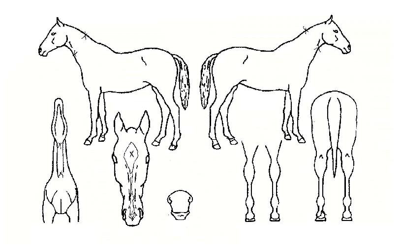 �޴��Ǹ����� ����,���,�޸�,�λ�,�ٸ��� Ư¡����