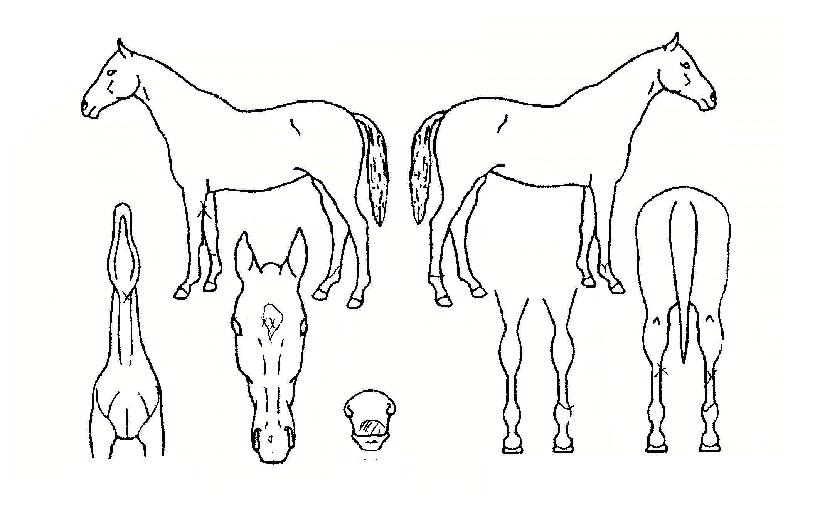 ������ũ�� ����,���,�޸�,�λ�,�ٸ��� Ư¡����