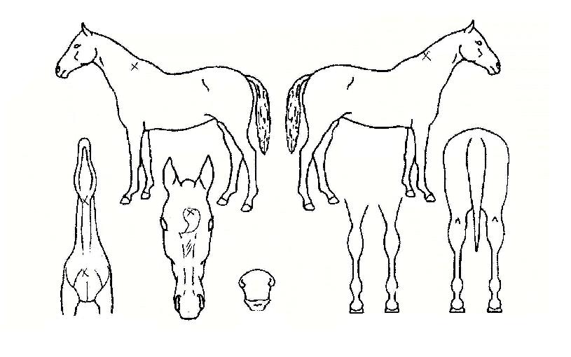 ����̾��ڸ��� ����,���,�޸�,�λ�,�ٸ��� Ư¡����