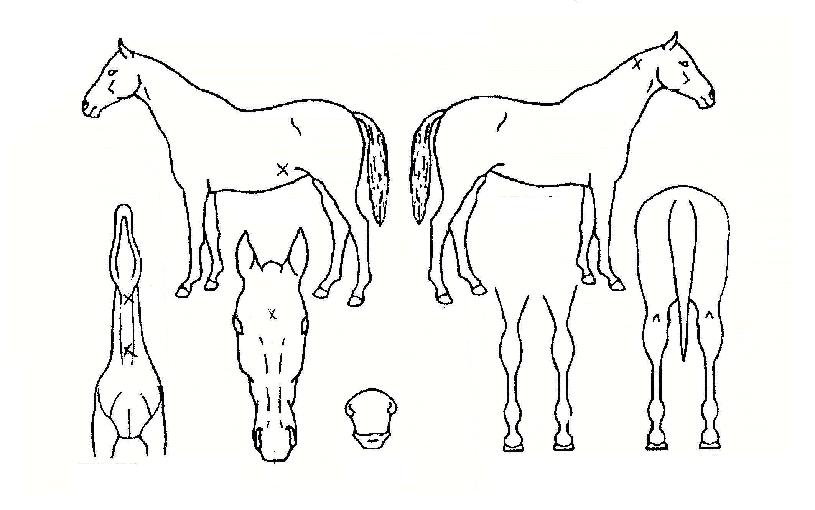 �������̾��ڸ��� ����,���,�޸�,�λ�,�ٸ��� Ư¡����