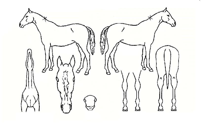 ¿ÍÀϵåŰƼÀÇ Ãø¸é,¿ì¸é,µÞ¸é,µÎ»ó,´Ù¸®ÀÇ Æ¯Â¡µµÇØ