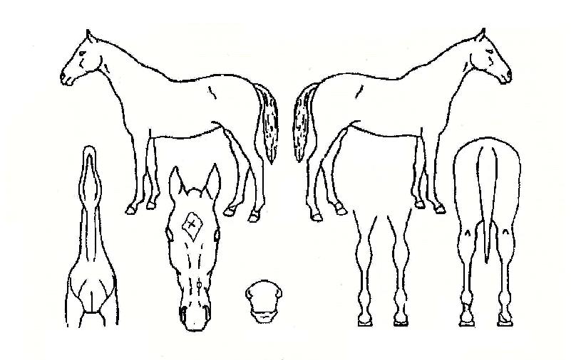 ������ ����,���,�޸�,�λ�,�ٸ��� Ư¡����