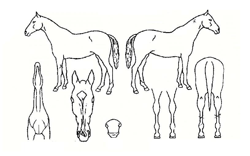 ÀϼºÁöÁ¸ÀÇ Ãø¸é,¿ì¸é,µÞ¸é,µÎ»ó,´Ù¸®ÀÇ Æ¯Â¡µµÇØ