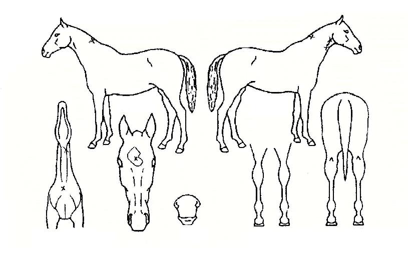 ´çÂù¾ÆÀÌÀÇ Ãø¸é,¿ì¸é,µÞ¸é,µÎ»ó,´Ù¸®ÀÇ Æ¯Â¡µµÇØ