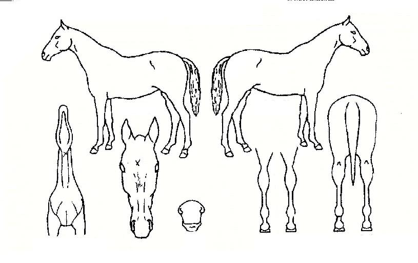 °ñµçŸ°ÙÀÇ Ãø¸é,¿ì¸é,µÞ¸é,µÎ»ó,´Ù¸®ÀÇ Æ¯Â¡µµÇØ