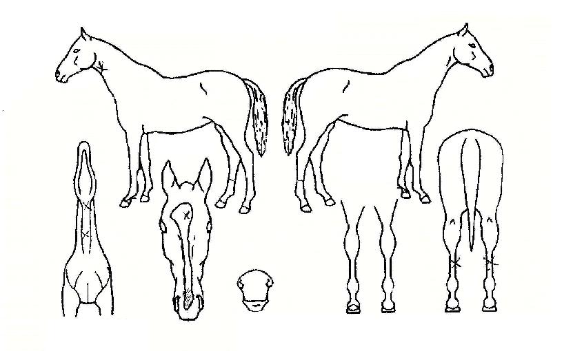 ¿ì¸®µé¿µ±¤ÀÇ Ãø¸é,¿ì¸é,µÞ¸é,µÎ»ó,´Ù¸®ÀÇ Æ¯Â¡µµÇØ