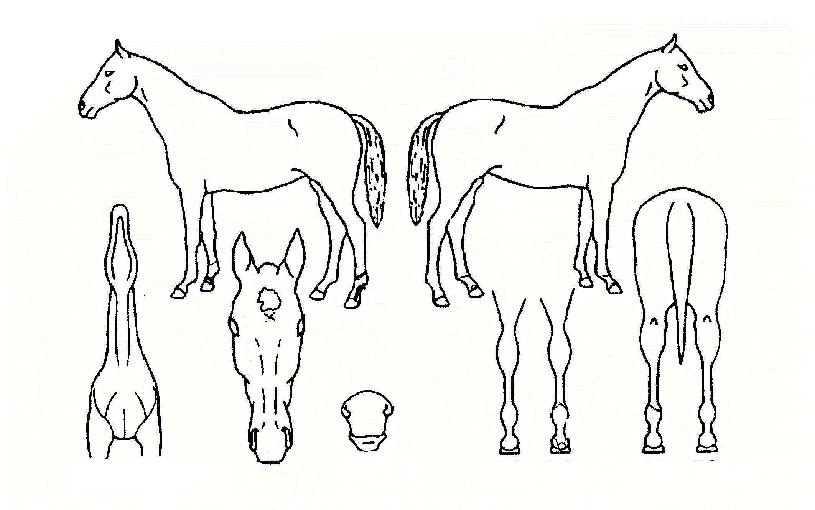 Ä¥¼º¼º±ºÀÇ Ãø¸é,¿ì¸é,µÞ¸é,µÎ»ó,´Ù¸®ÀÇ Æ¯Â¡µµÇØ