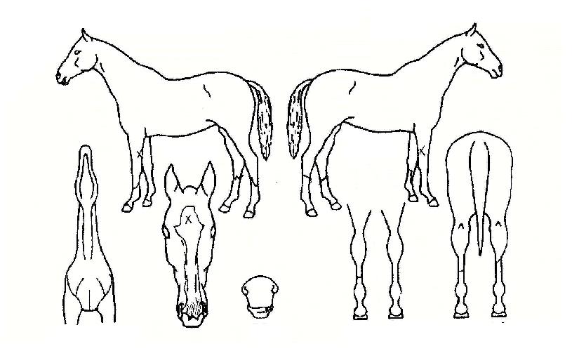 �帲������ ����,���,�޸�,�λ�,�ٸ��� Ư¡����