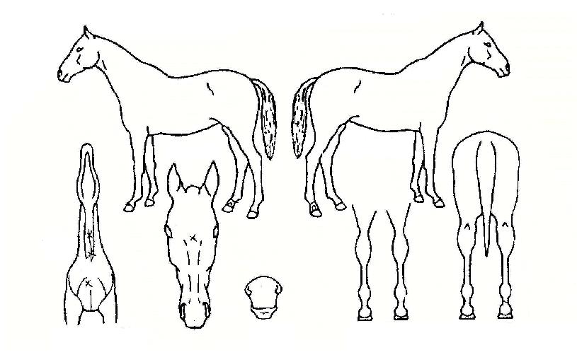 �ѷ��ڸ��� ����,���,�޸�,�λ�,�ٸ��� Ư¡����